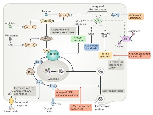 代谢调控与细胞增殖