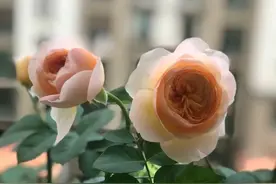 月季花的根系越养越差，是月季根系差，还是我的养功不行？图片