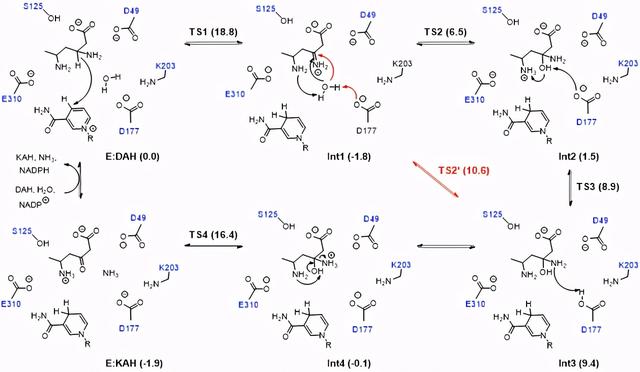 β-氨基酸脱氢酶的催化机理、理性设计及合成应用最新进展