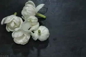 情人的期限图片