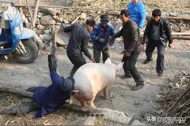 为啥在农村，一些屠夫明明长的很壮实，却常常活到五六十就没了？图片