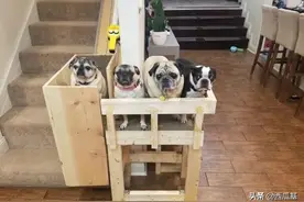 夫妇花三个月自制电梯，为了让家里的三只老年犬自如上楼图片