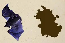 每个省的地图都像什么？有没有出乎你的意料呢？图片