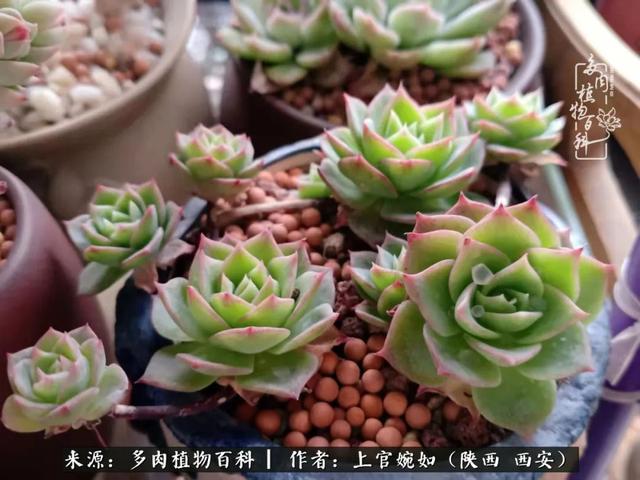 一入肉坑深似海之，我与多肉的不解之缘