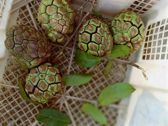 秋风吻尽银杏叶，艳遇醉美帽子峰