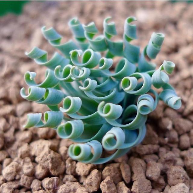 30种"奇形怪状"的多肉植物,你喜欢吗?