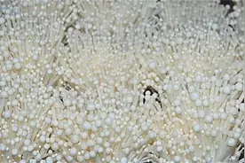 金针菇早熟高产栽培技术，掌握好科学管理方式，提高种植户的效益图片