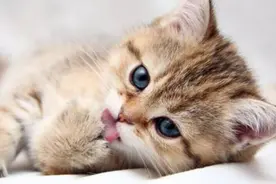狗子喜欢舔别人,猫咪却喜欢舔自己,其中猫的几种舔法,有很多含义!图片