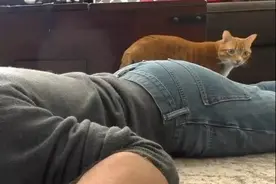 猫如何看待主人装死这回事？配合你演出的我视而不见图片