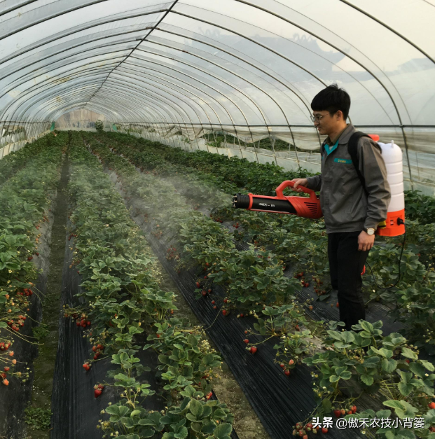 作物上的这3个叶面肥配方，能促长壮棵、增产增收，又能防治病害