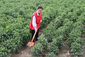 辣椒、茄子、番茄落花落果？坐果率低？做好三点，产量倍增图片