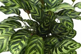 日常家居盆栽花草种植养护系列之——（竹芋篇）图片