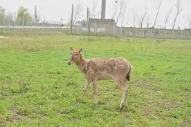两头上海动物园麋鹿搬到崇明新家 上海将建首个麋鹿野放栖息地图片