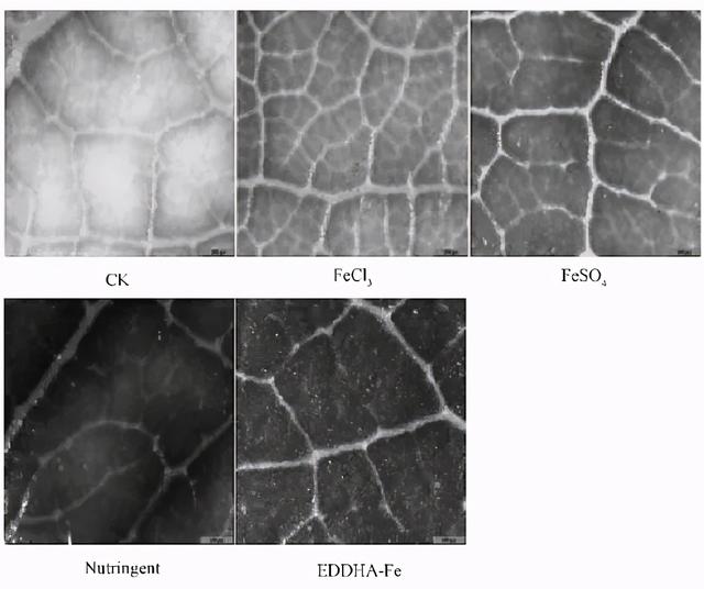 叶面追肥三大原则，看懂效果好一倍