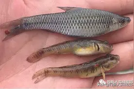 8招解决小鱼闹窝，从此放心钓大鱼，所有水域通用图片