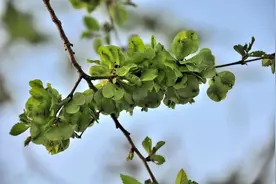 爱帮商城 | 用树皮做的面条，居然被列为河北非物质文化遗产图片