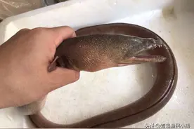 土龙、黄鳝、泥鳅三者同根不同命，渔民为啥独爱‘土龙’？图片