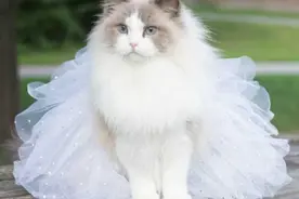 公认“无攻击性”的3种猫，适合家养图片