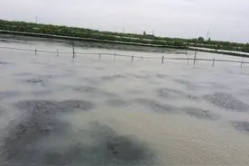 河蟹养殖户注意！今年的河蟹价格或将突破新高！但是这点不能忽略图片