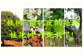 扒桂皮作香料桂花树不就死了吗？太残忍了！农民：它只可能被吓死图片