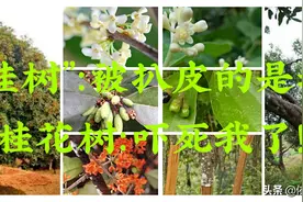 扒桂皮作香料桂花树不就死了吗？太残忍了！农民：它只可能被吓死图片