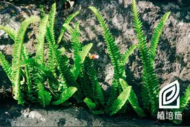 「植培施」肾蕨Nephrolepis cordifolia 蕨类花卉栽培手册图片