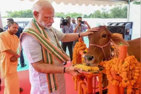 牛粪牛尿又有新用途，为挽救印度经济，莫迪当局花样百出图片