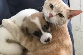 猫咪失去孩子沉浸在悲伤中，主人带回3只小狗，猫把它们当孩子养图片