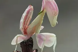 神奇的兰花螳螂图片