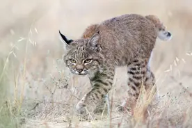狼见了都要叫大哥的“猞猁”，在森林里究竟有多恐怖？图片