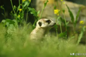 假日游南京红山森林动物园，享一段纯粹的欢乐时光（含攻略信息）图片