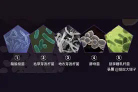 猫益生菌是“神药”还是智商税？图片