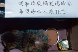 两个月大的小猫，连续两次被人丢掉，它求生的样子看着心疼图片
