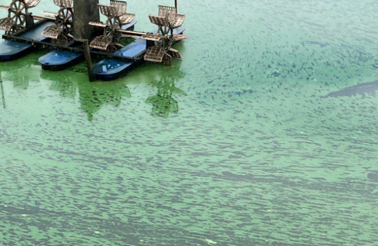 低温鱼塘巧除蓝藻