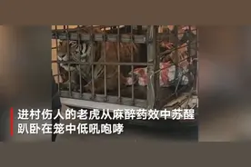 伤人东北虎麻醉后苏醒在笼中咆哮 下一步去向确定图片