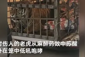 伤人东北虎麻醉后苏醒在笼中咆哮 下一步去向确定图片