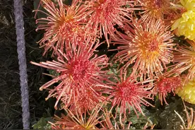 内乡菊花展图片
