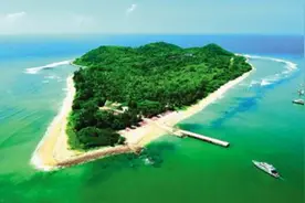 发现规模达400多头的野牛群！西沙东岛上的牛哪来的？答案已找到图片