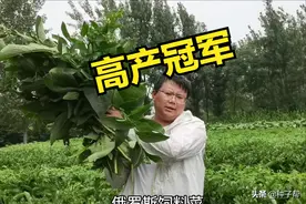 牧草“高产冠军”，俄罗斯饲料菜亩产30000 kg，耐刈割，能用20年图片