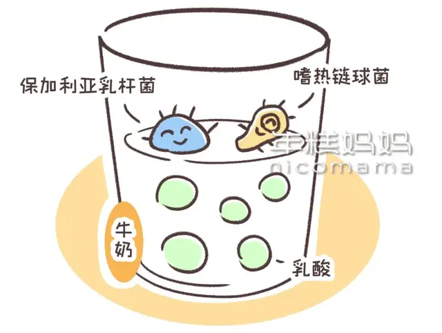 乳酸菌身体乳是啥