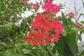 面对挫折和困境，永不言弃，倔强前行图片
