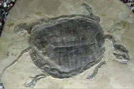 进化论的终极BUG：乌龟为何会成为科学家们的噩梦？图片