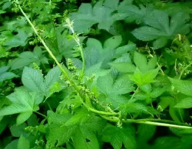 农村植物草药大全(农村常见草药图片大全和名称)-措必培