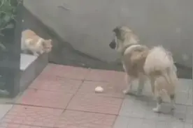 宠物狗将肉包子叼给流浪猫，还特意躲远观察！网友：尾巴一直在摇图片