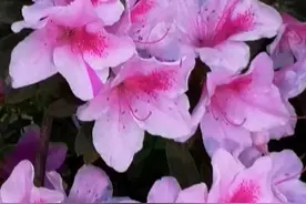 母亲祭日来临之时，我梦见了她图片