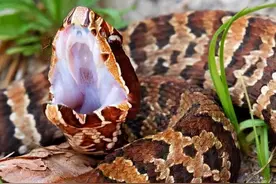 五步蛇：国内唯一的“烤肉之王”，毒性不强，却能“烤肉”的狠蛇图片