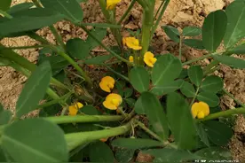 花生开花下针期，用这个配方喷施2遍，既能防落叶又能增产图片