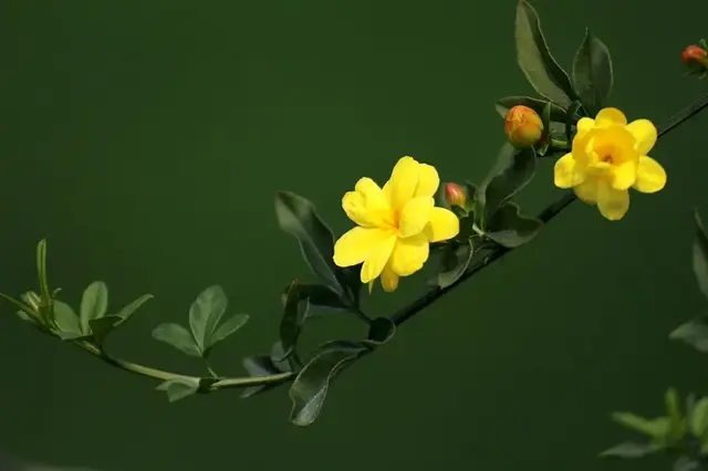 50种花卉配50首古诗，花有清香，诗有音韵，让人陶醉