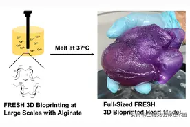 器官移植福音 | 2020年十大生物3D打印技术发展图片