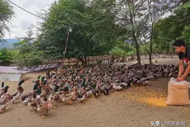 平靓正助农！养了180天的5斤以上的青头鸭，每只仅售65元图片